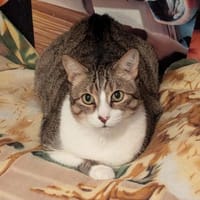 armer Knopf Miki in Essen (ALO), Kater zur Adoption