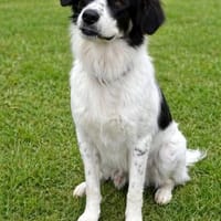 Lieber Sealy♥ sucht sein Heim, Hund zur Adoption