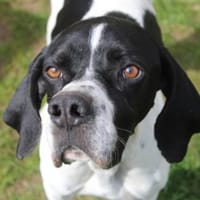 Attila, geb. ca. 08/2024, 67735 Mehlbach, Hund zur Adoption