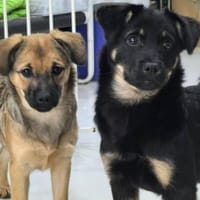 Holly (braun) und Klara (schwarz), Hündin zur Adoption