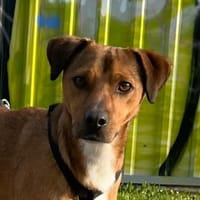 Falk, geb. ca. 02/2024, GRIECHENLAND, Hund zur Adoption