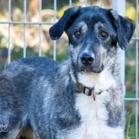 Jessi, Hündin zur Adoption