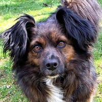 Filou, wunderschöner, freundlicher Rüde, Hund zur Adoption