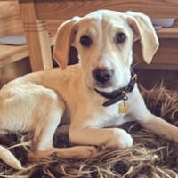 Geben Sie Aurelia eine Chance?, Hündin zur Adoption