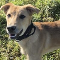 Carolin sucht ihr Zuhause, Hündin zur Adoption