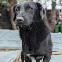 Busca - noch zurückhaltendm bald in DE, Hündin zur Adoption