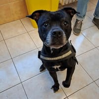 SHIVA, chienne à adopter