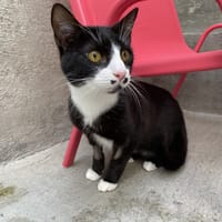 YUKI, chat à adopter