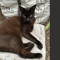 TITI, chat à adopter