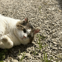 ZOREILLE, chat à adopter