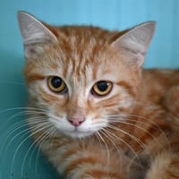 Chou, chatte à adopter