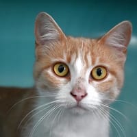 CHOUPI, chatte à adopter