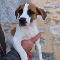 KOLA HAA24746, chien à adopter