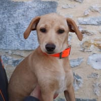 MOLLY HAA24743, chienne à adopter