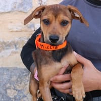 MILLIE HAA24741, chienne à adopter