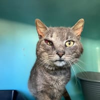 Ziggy, chat à adopter