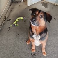 PACHA, chien à adopter