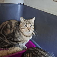 FLASH, chat à adopter