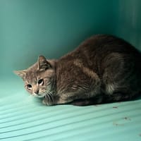 Grey, chat à adopter