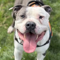 EROS, chien à adopter