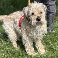 MAX, chien à adopter