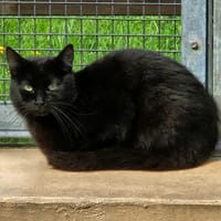 BILLY, chat à adopter