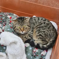 NOA, chat à adopter