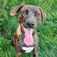 DOMINO, chien à adopter