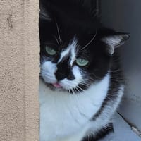 MISTIK, chat à adopter