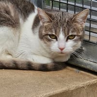 TOBLERONE, chat à adopter