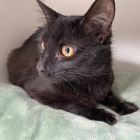 DOBBY, chat à adopter
