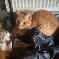 XYLO, chat à adopter