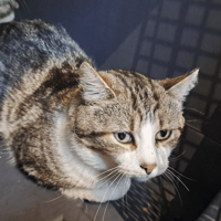 BONHEUR, chat à adopter