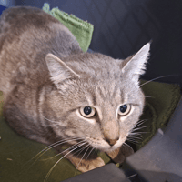 GRISOU, chat à adopter