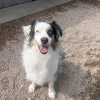 THEA, chienne à adopter