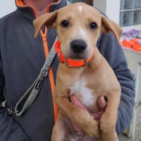 TI MIEL HAA24744, chien à adopter