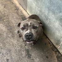 BLUE, chien à adopter