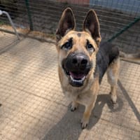 RAINBOW, chien à adopter