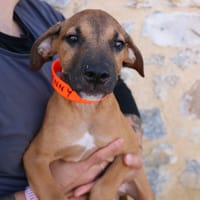 KENNY HAA24748, chien à adopter