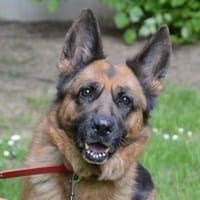 PRUNE CHAO, chienne à adopter