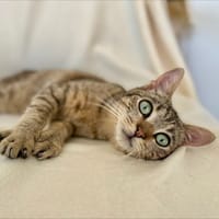 Aberdeen, chat à adopter