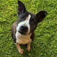 PAULA PAA24199, chienne à adopter