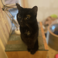 NERAH, chatte à adopter