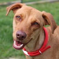 Nalapoksy, chienne à adopter