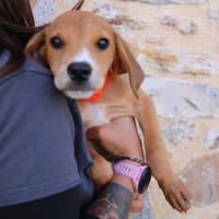 KANE HAA24751, chien à adopter