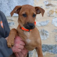 FOXY HAA24742, chien à adopter