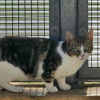 Keops, chat à adopter