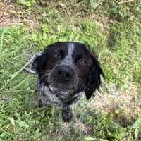 PIKOK, chien à adopter