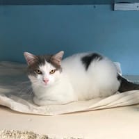 MOWGLI, chat à adopter