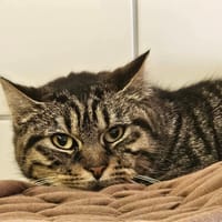 MINOUCHA, chatte à adopter